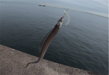 タチウオワインドinアマぴー