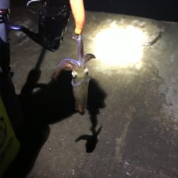 小雨の降る中久しぶりのヒイカ　プチ地合い(^o^)／