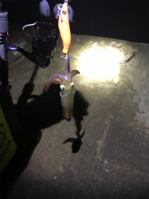 小雨の降る中久しぶりのヒイカ　プチ地合い(^o^)／