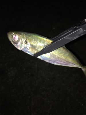 ナイトアジング