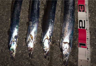 ジグタチ三昧(^^)