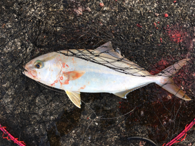 寒いが釣果は熱い