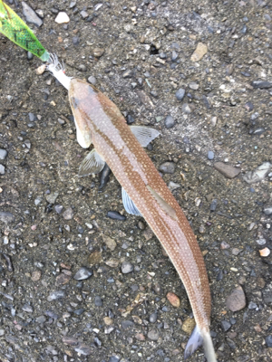 正体はこいつなのか