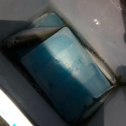 けっこう釣れました