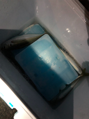 けっこう釣れました