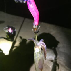 ライトエギング時々アジング(^.^)