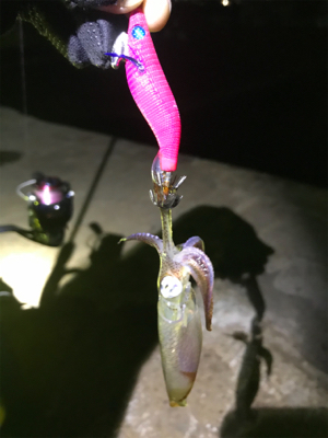 ライトエギング時々アジング(^.^)