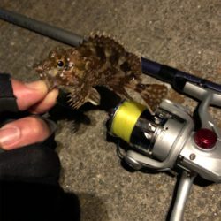 イワシを求めて