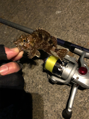 イワシを求めて