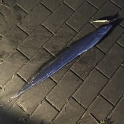 久々にフラッシュJで♪