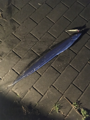 久々にフラッシュJで♪