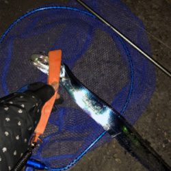 久々のタッチ〜