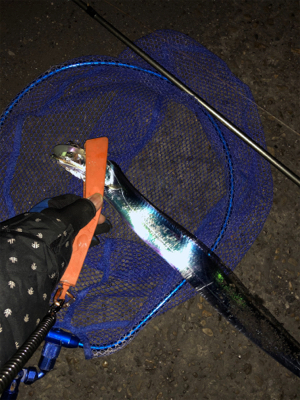 久々のタッチ〜