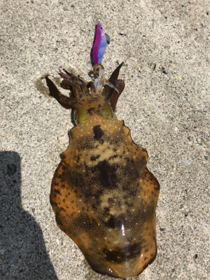 ランガンエギング