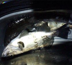 メバリング釣行