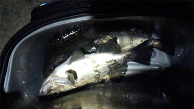 メバリング釣行