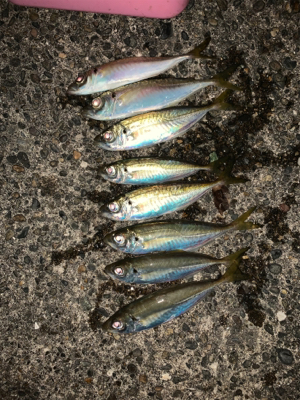 松部港 アジ投げサビキ