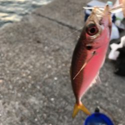 アジング&サビキ