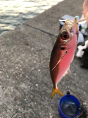 アジング&サビキ