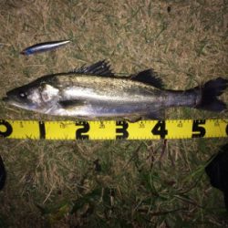 シーバス爆釣シーズン