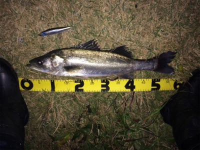 シーバス爆釣シーズン