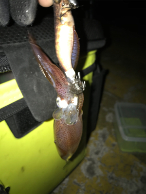 エギのローテでヒイカ釣り(^.^)