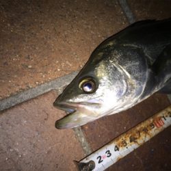 釣れにくくなってきました