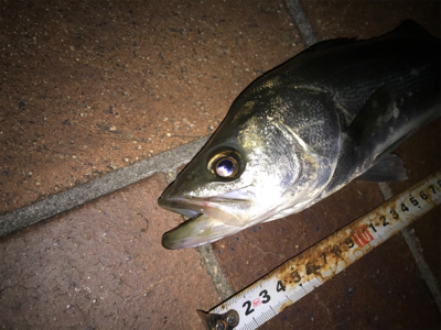 釣れにくくなってきました