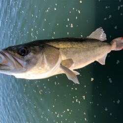 ルアーローテーション