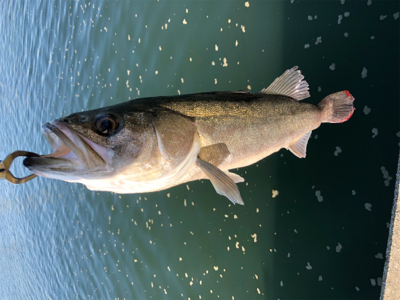 ルアーローテーション