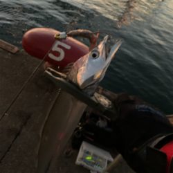 今日もタチウオ朝練