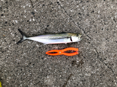 投げさびきで釣れたぜ！！