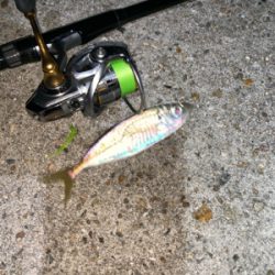 アジ、ヒイカ⑤