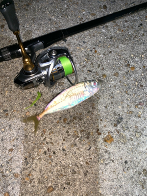 アジ、ヒイカ⑤