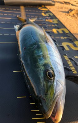 まだ釣れたハマチ