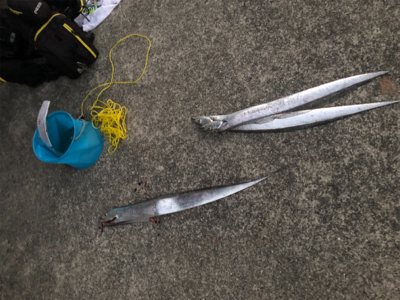 あのルアーでタチウオ爆