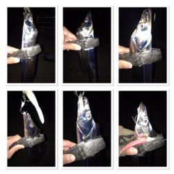 今シーズン最初で最後？のタチウオ爆釣