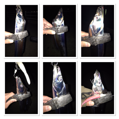 今シーズン最初で最後？のタチウオ爆釣