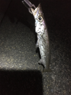 サスケはカマスにきく。