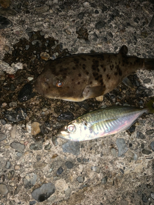 松部港 アジ投げサビキ釣り