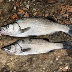 連日のサラシ打ち