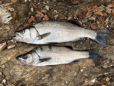連日のサラシ打ち