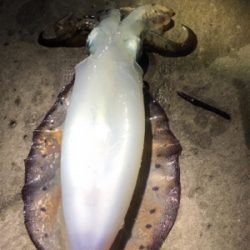 最終イカ釣行