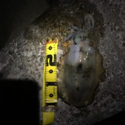 今シーズンラスト エギングかな