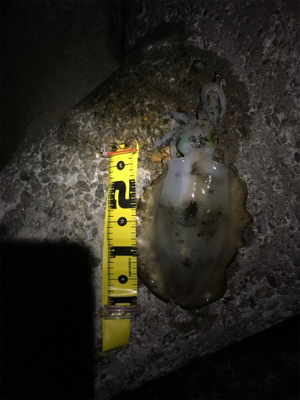 今シーズンラスト エギングかな