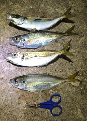 アジングの季節も終盤