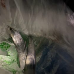 太刀魚狙うも。。