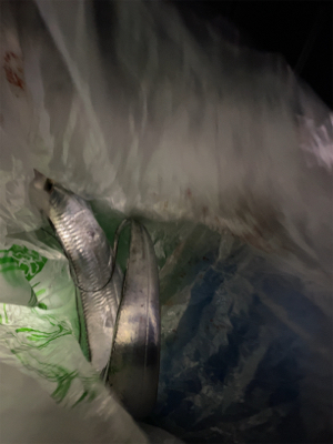 太刀魚狙うも。。