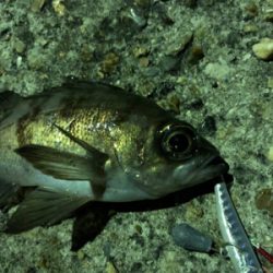 マキッパでメバルが熱い