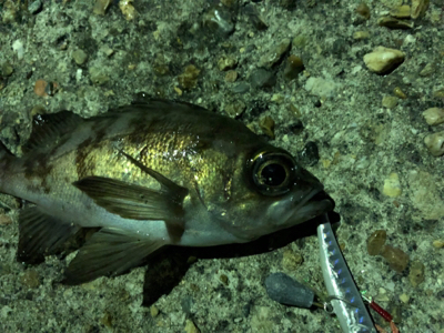 マキッパでメバルが熱い